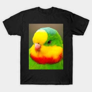 Superb Parrot T-Shirt